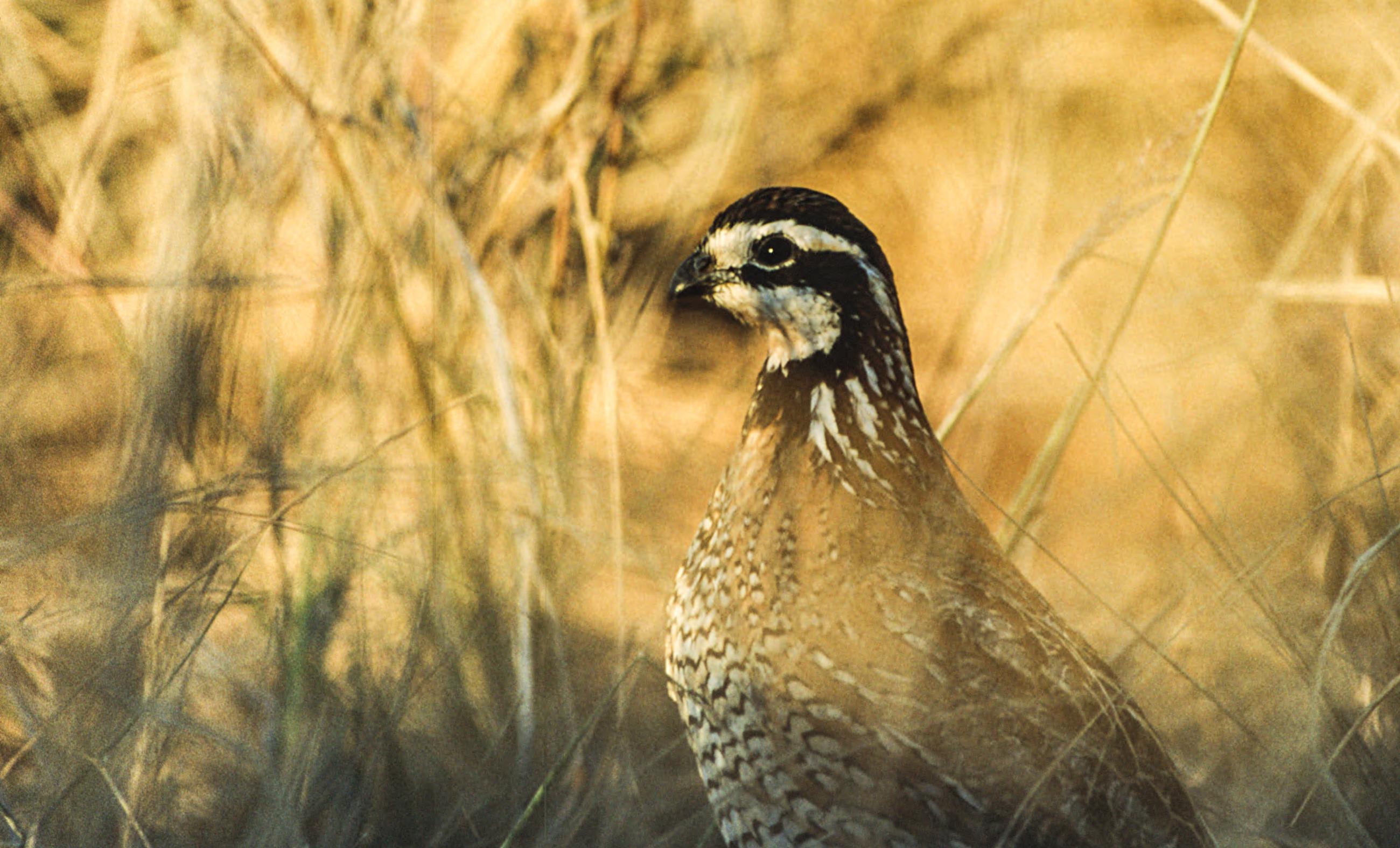 Quail Flats Ranch Chas S. Middleton